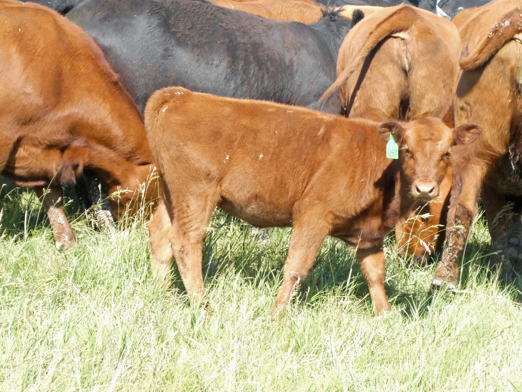 Red Angus Calf
